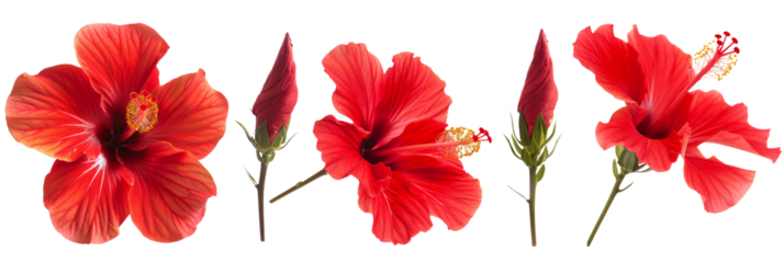 Set of tropical red hibiscus flowers isolated on transparent background