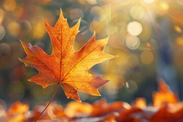 Beautiful orange autumn maple leaf close up in natural park with soft focus in sunlight.