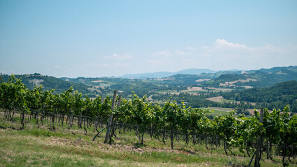 Fototapeta na wymiar vineyard in Italian hillside on sunny day