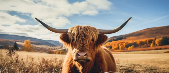 Poster de jardin Highlander écossais A highland cow with long horns grazes in a grassy field with mountains in the background, under a cloudy sky. A beautiful natural landscape