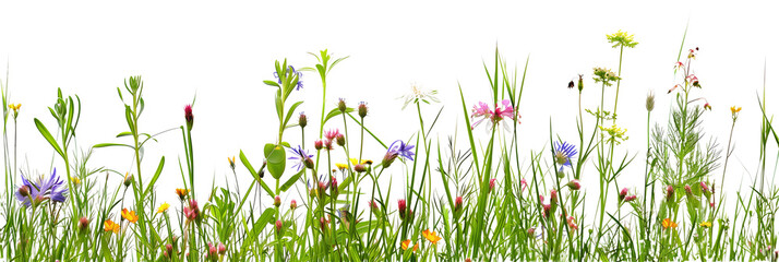 grass border with wildflowers isolated on transparent background