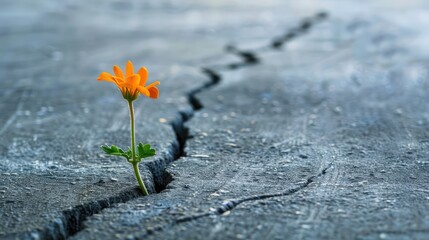 Resilient Flower: A Symbol of Strength and Hope Blooming Through Concrete Cracks - obrazy, fototapety, plakaty