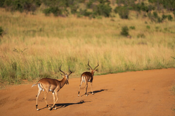 impala in the savannah