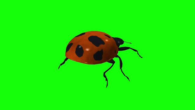 Common Red Ladybird Beetle Bug - Crawling Loop - Back Side Angle View Close Up - Green Screen - Realistic 3D animation isolated on green background 