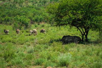 Obraz premium Rhino and Zebra's