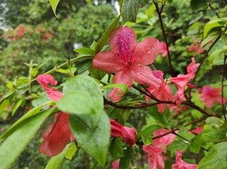 Rhododendron spp or Azalea flowers are a type of flower with striking and varied colors.
