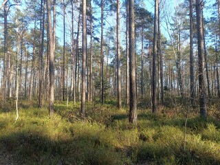 Rekyva forest during sunny summer day. Pine and birch tree woodland. Blueberry bushes are growing in woods. Sunny day without any clouds. Nature. Rekyvos miskas.