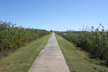 Fototapeta na wymiar Endless straight walkway through a swamp in Louisiana, USA on a sunny day in late october, reed on the left and right side, blue sky,