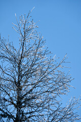 Images from a walk to the Tjuvaasen Hill, part of the Totenaasen Hills, Norway, a winter day in March.