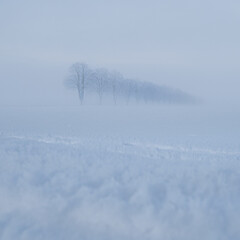 Fototapeta na wymiar Baumreihe in Schnee und Nebel, Hünfelden, Hessen, Deutschland