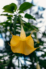 Beautiful yellow Datura flower (Brugmansia aurea), the golden angel's trumpet in a garden.