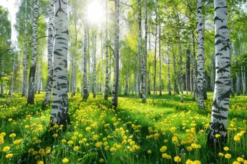 Afwasbaar behang Berkenbos Birch grove in spring on sunny day with beautiful carpet of juicy green young grass and dandelions in rays of sunlight. Spring natural landscape