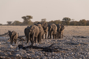 A herd of African Elephant -Loxodonta Africana- taking a bath in a waterhole in Etosha national Park.