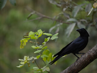 Obraz premium กา crow.