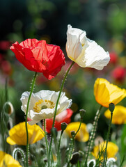 Colorful Poppies Blooming in Lush Spring Garden