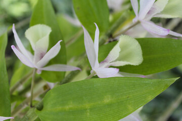 delicate light flowers with green fresh leaves