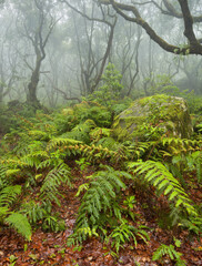 Fototapeta premium Wald im Regen, Nebel, Farn, Caldeirao Verde, Queimados, Madeira, Portugal
