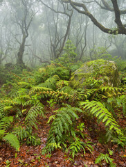 Wald im Regen, Nebel, Farn, Caldeirao Verde, Queimados, Madeira, Portugal