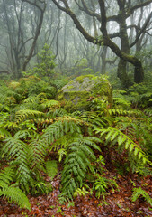 Wald im Regen, Nebel, Farn, Caldeirao Verde, Queimados, Madeira, Portugal