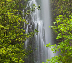 Bäume und Wasserfall bei Caldeirao Verde, Queimados, Madeira, Portugal