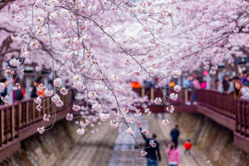 Cherry blossom festival at Yeojwacheon Stream, Jinhae Gunhangje festival, Jinhae, South Korea,...