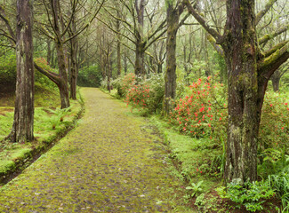 Fototapeta na wymiar moosbewachsene Strasse, Wald, Caldeirao Verde, Queimados, Madeira, Portugal