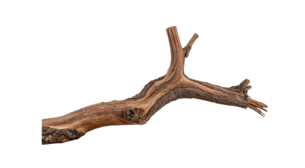 A long, thin branch with a few knots and a few cracks