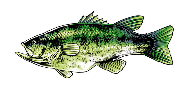 largemouth bass fish side illustration