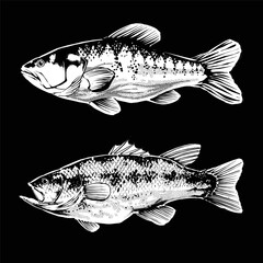 the bass fish illustration vector