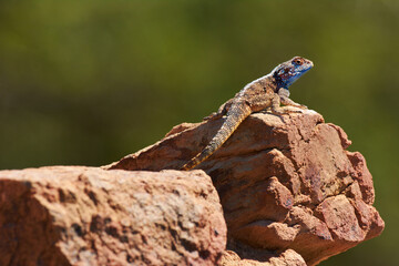 Nature, lizard and rock with sunshine, relax and desert with environment and countryside. Animal,...