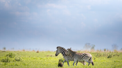 Fototapeta na wymiar zebra crossing Savuti marsh 