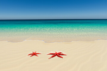 Fototapeta na wymiar Sea beach has red starfish