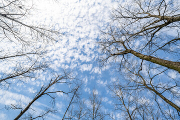 Upward shot with perspective view of blue sky, white clouds and dead branches
