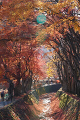 red orange maple leaf tree in row at momiji kairo canal kawaguchiko Japan autumn