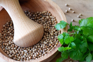 Coriander seeds in wooden mortar and fresh coriander leaves