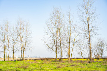 Obraz premium Reviving green grass and bare trees in spring