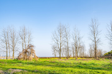 Obraz premium Spring scenery of Ezhou Island, Changsha, Hunan