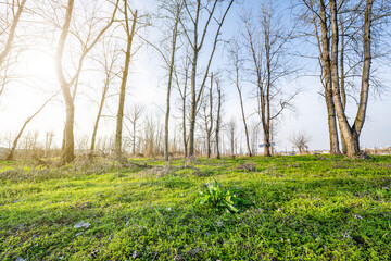 Reviving green grass and bare trees in spring