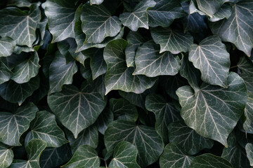Beautiful green ivy leaves with white leaf veins. Close-up of Persian ivy (Hedera colchica) growing...