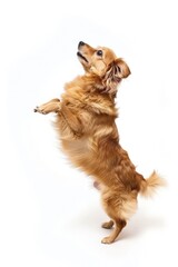 A playful dog standing on its hind legs on white background