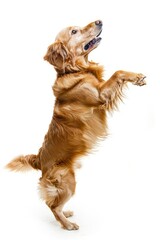 A playful dog standing on its hind legs on white background