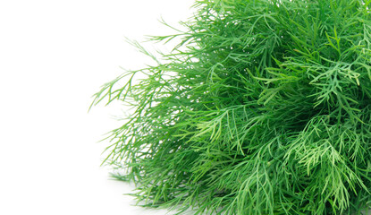 Dill isolated on a white background.