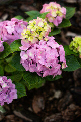 A young growing bush of pink hydrangea is decorated around oak bark..