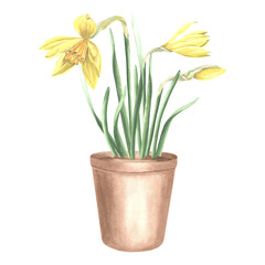 Yellow daffodils in clay flower pot tied with ribbon and tag. Isolated hand drawn watercolor illustration spring narcissus. Floral drawing template for card of Mothers day, 8 March, Easter, embroidery