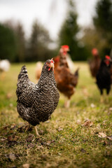 Free range chickens and cocks