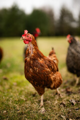 Free range chickens and cocks