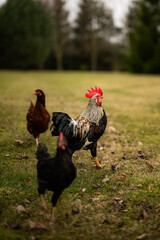 Free range chickens and cocks