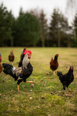 Free range chickens and cocks