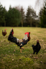 Free range chickens and cocks