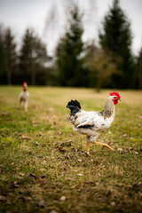 Free range chickens and cocks